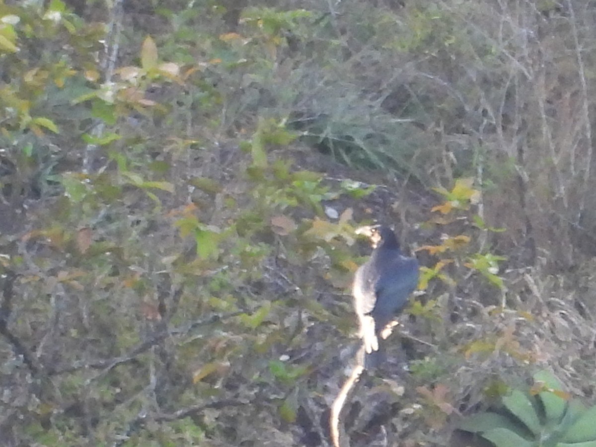 Common Raven - ML628688761