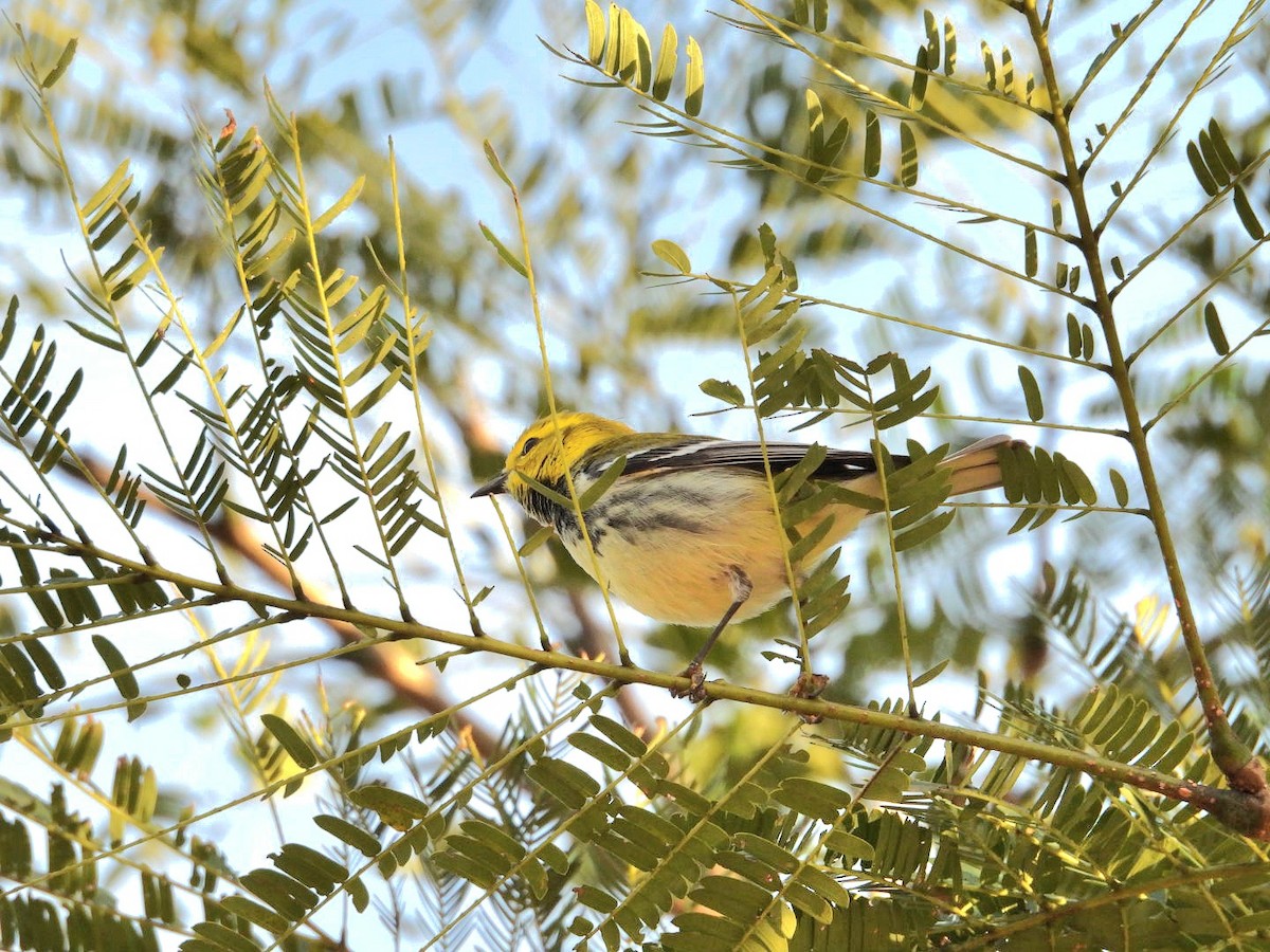 Black-throated Green Warbler - ML628688789