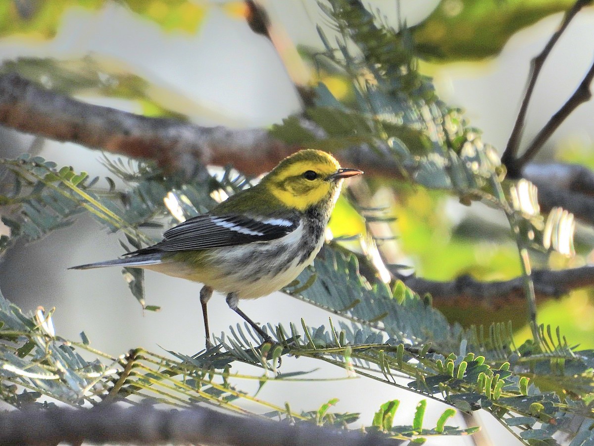 Black-throated Green Warbler - ML628688790