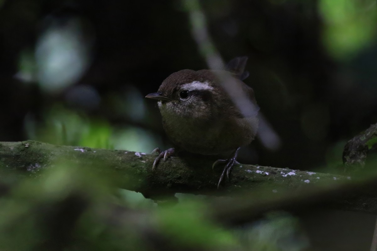 Mountain Wren - ML628688942