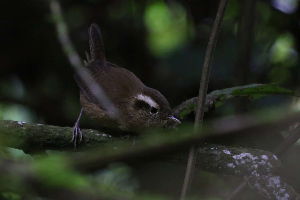 Mountain Wren - ML628688943