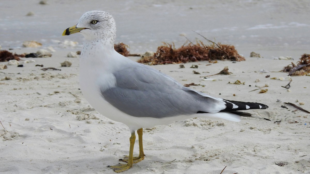 Ring-billed Gull - ML628688979
