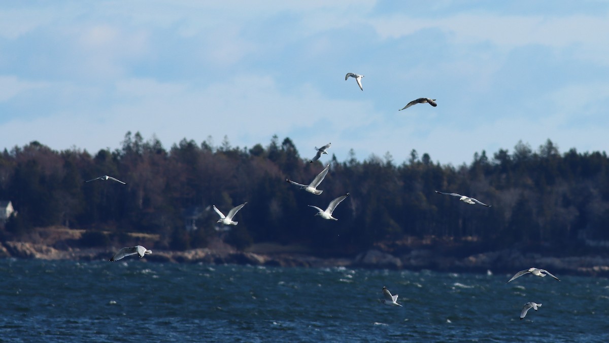 Black-legged Kittiwake - ML628689016