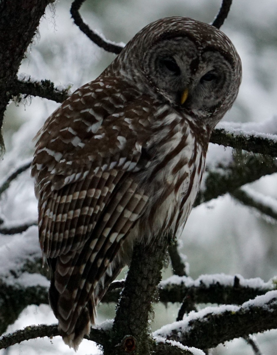 Barred Owl - ML628689141