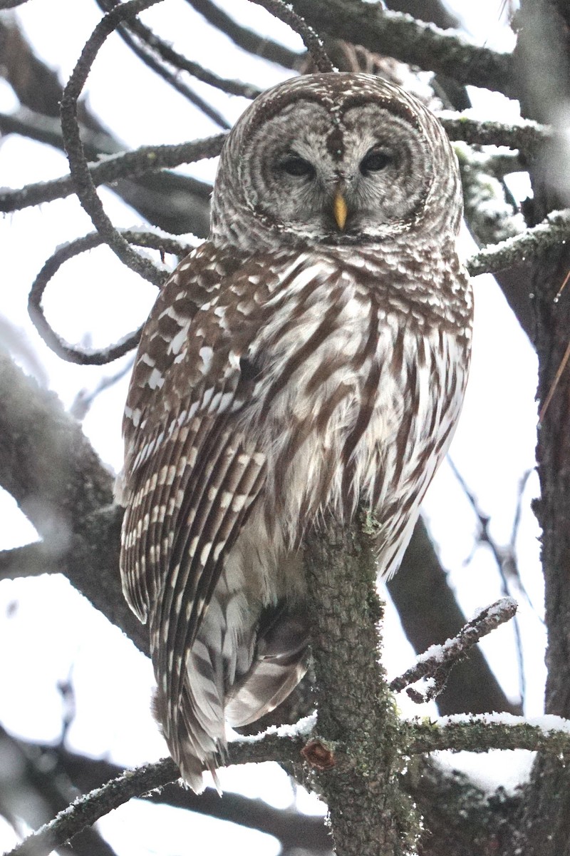 Barred Owl - ML628689142