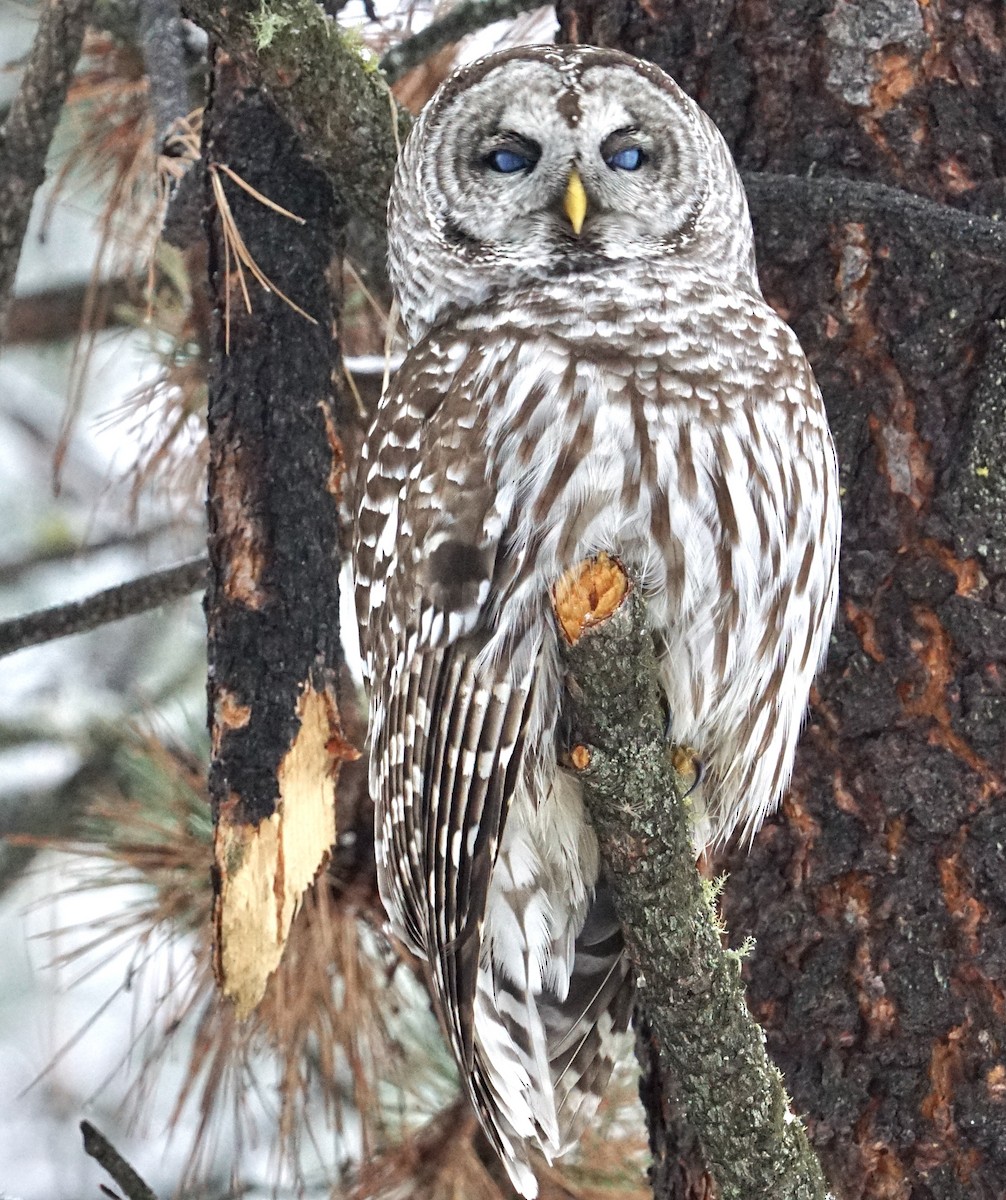 Barred Owl - ML628689143
