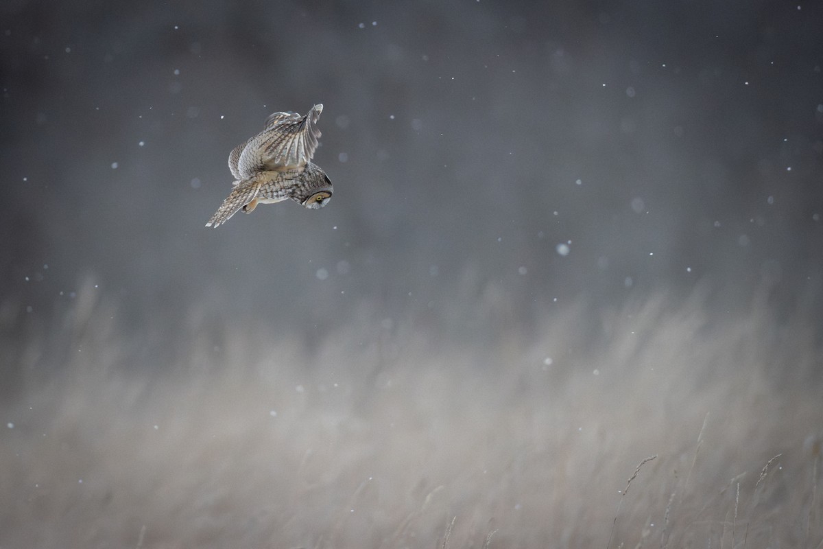 eBird Checklist - 6 Jan 2025 - PEC - CR12 - 2 species