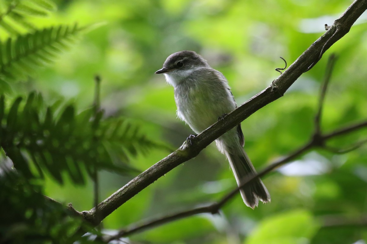 White-throated Tyrannulet - ML628689188