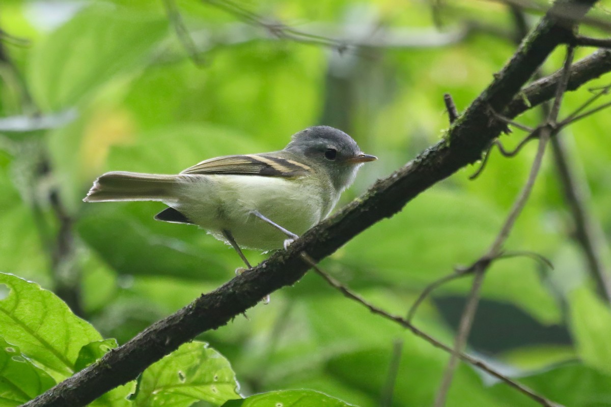 Buff-banded Tyrannulet - ML628689193