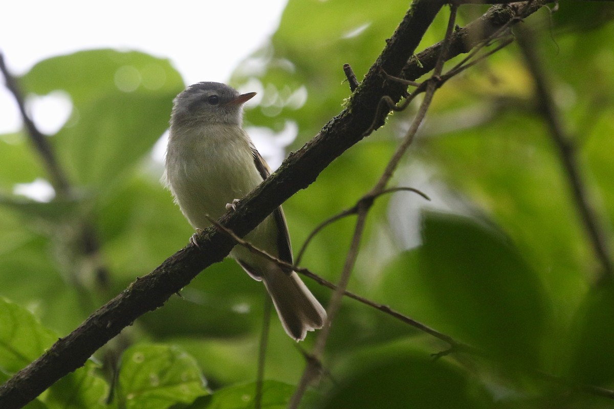 Buff-banded Tyrannulet - ML628689194