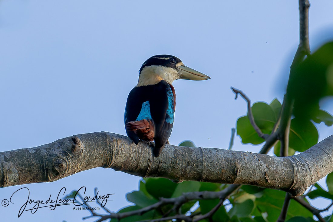 Rufous-bellied Kookaburra - ML628689219