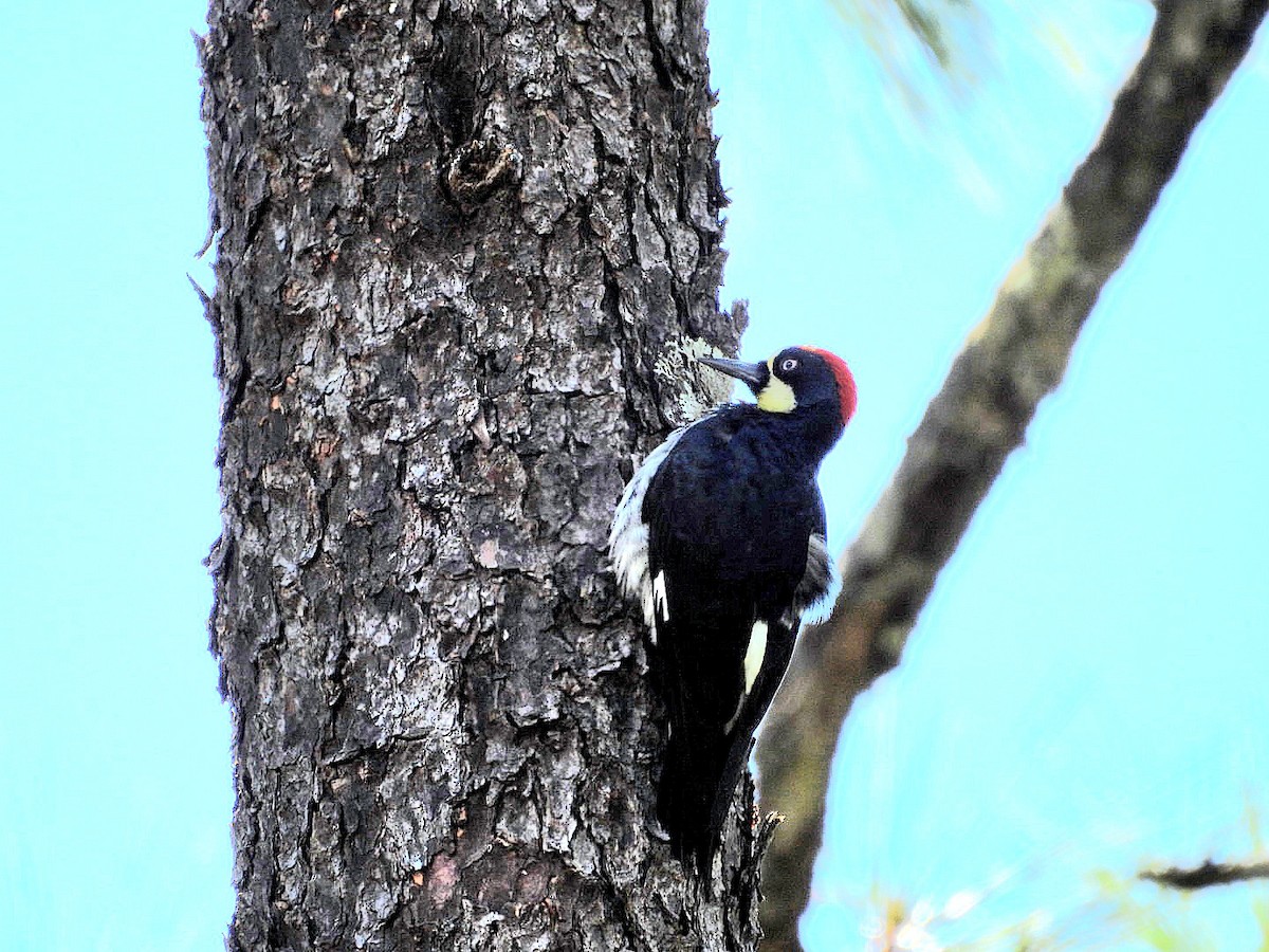 Acorn Woodpecker - ML628689317