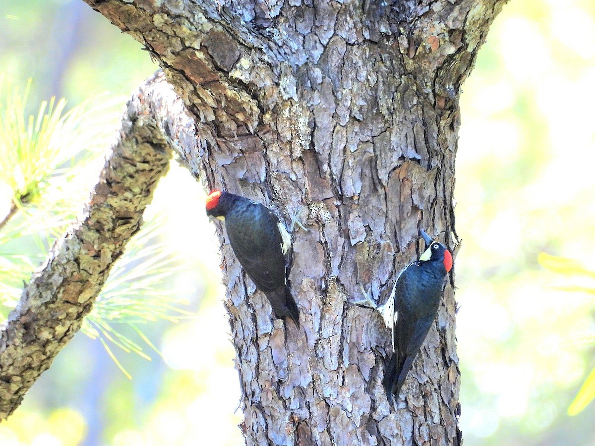 Acorn Woodpecker - ML628689318