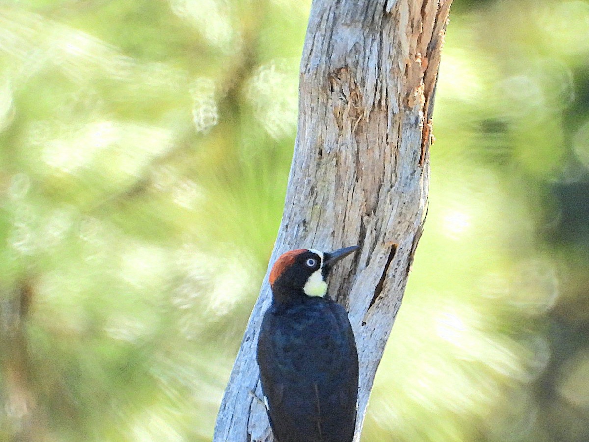 Acorn Woodpecker - ML628689319