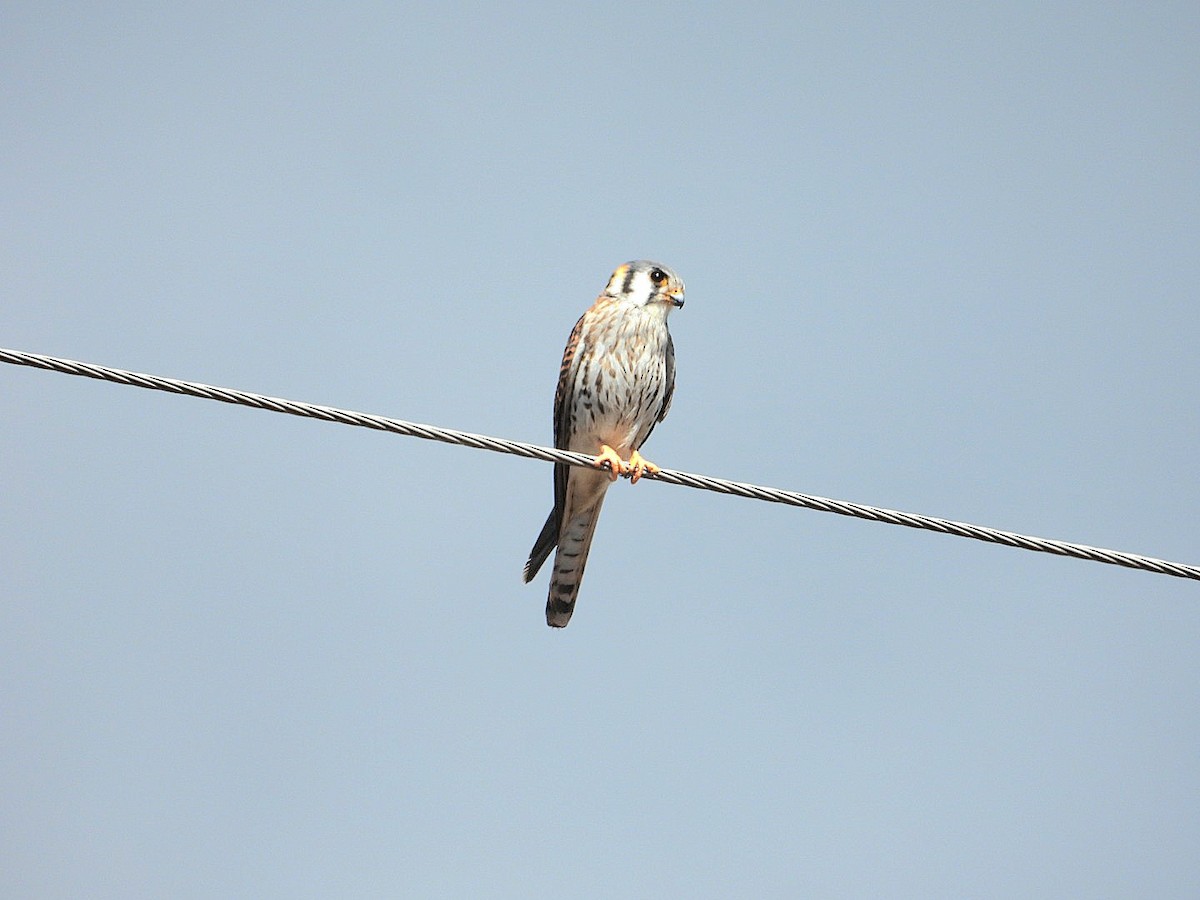 American Kestrel - ML628689390