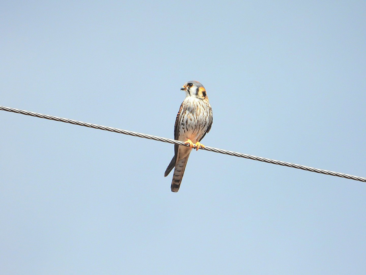 American Kestrel - ML628689391