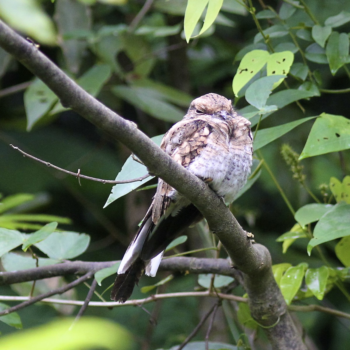 Ladder-tailed Nightjar - ML628689410