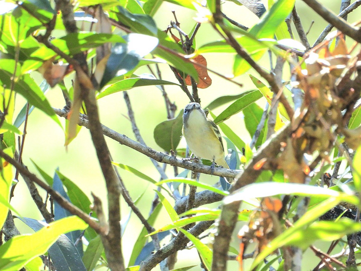 Blue-headed Vireo - ML628689538