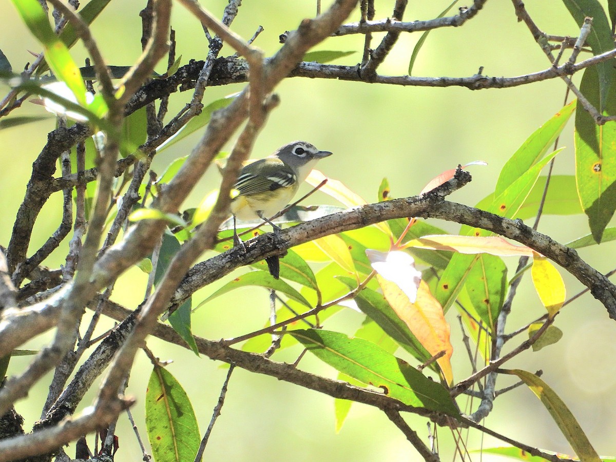 Blue-headed Vireo - ML628689539