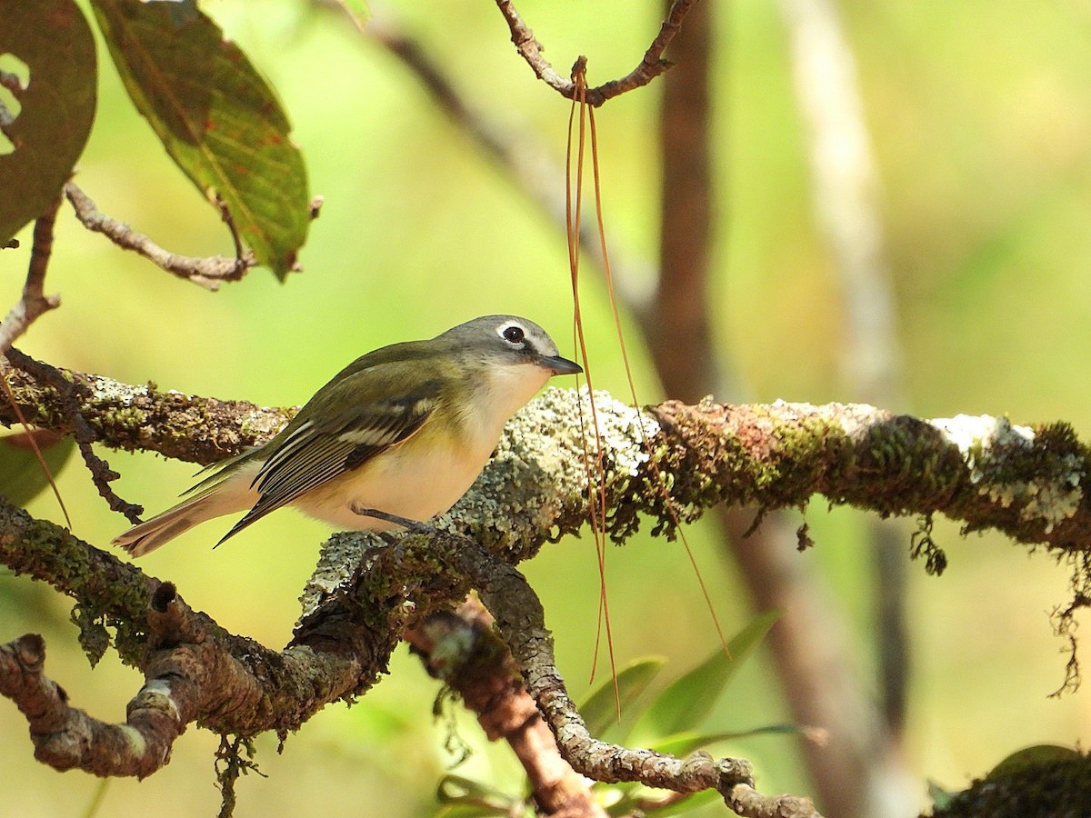 Blue-headed Vireo - ML628689540