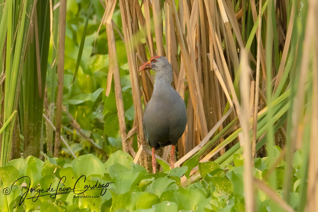 Talève des Philippines - ML628689628