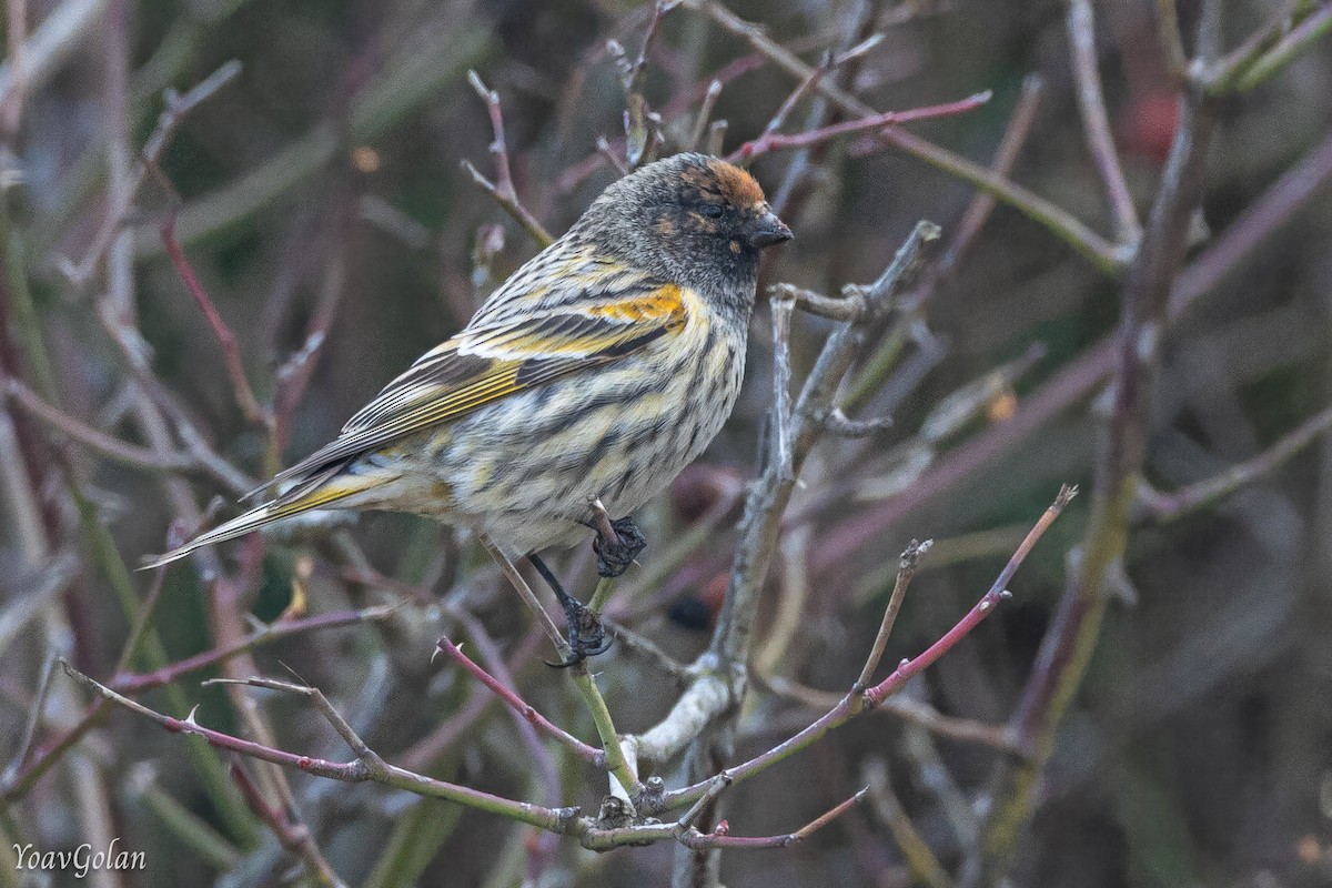 Fire-fronted Serin - ML628689657