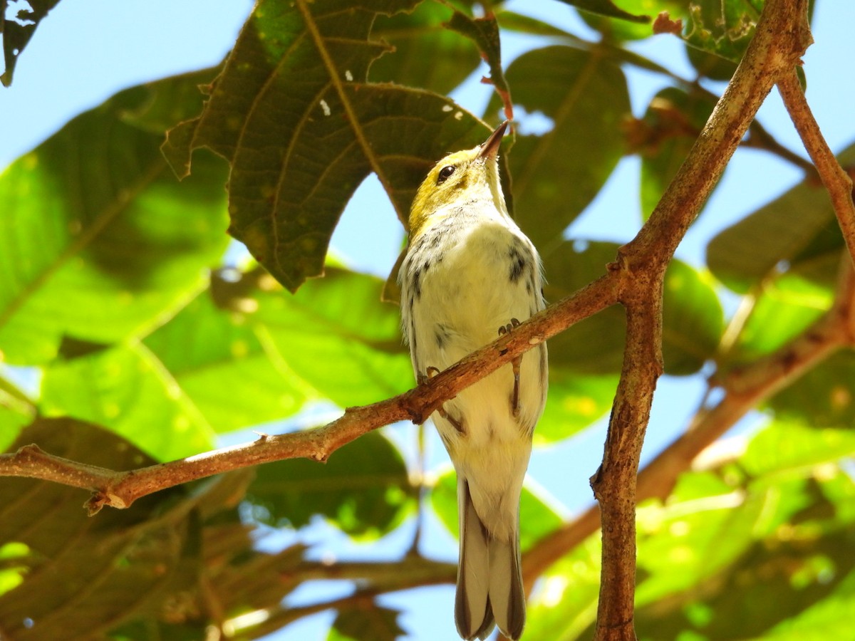 Black-throated Green Warbler - ML628689676