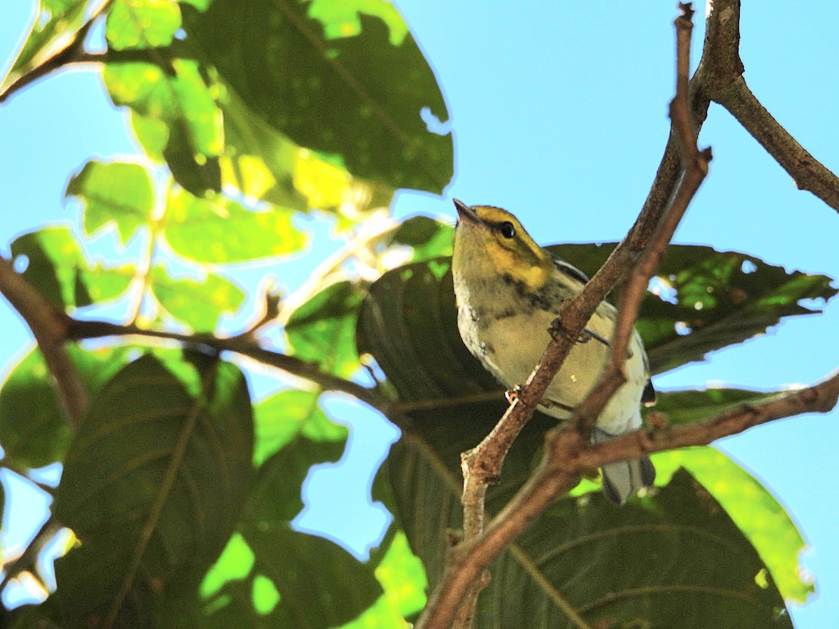 Black-throated Green Warbler - ML628689677