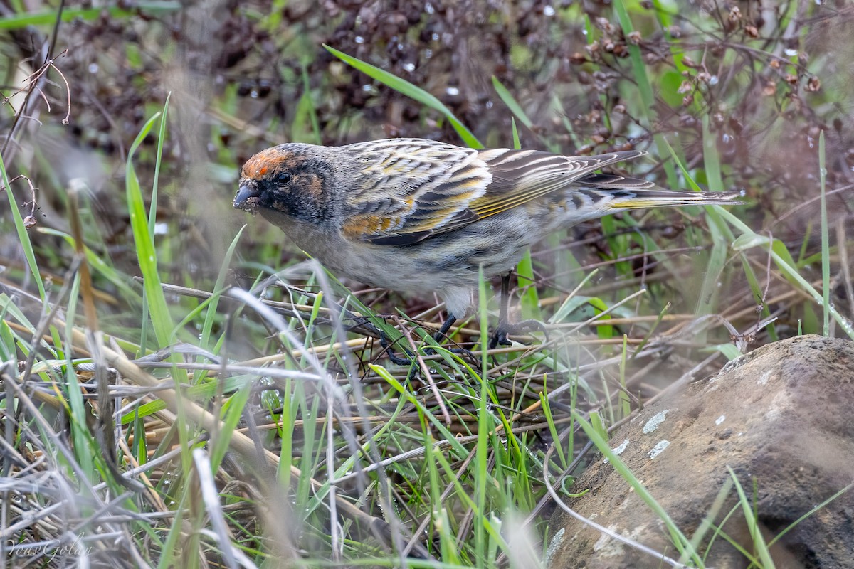 Fire-fronted Serin - ML628689681