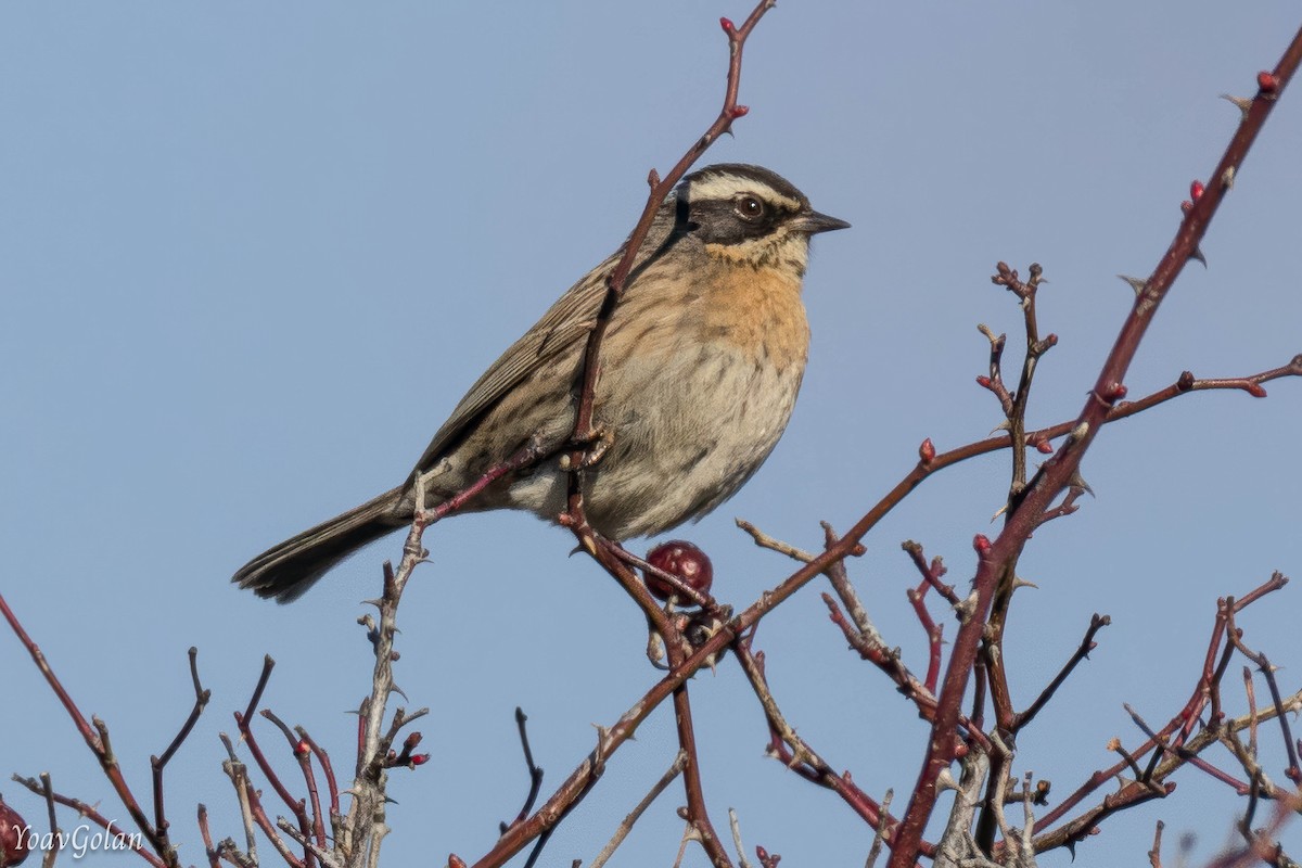 Radde's Accentor - ML628689748