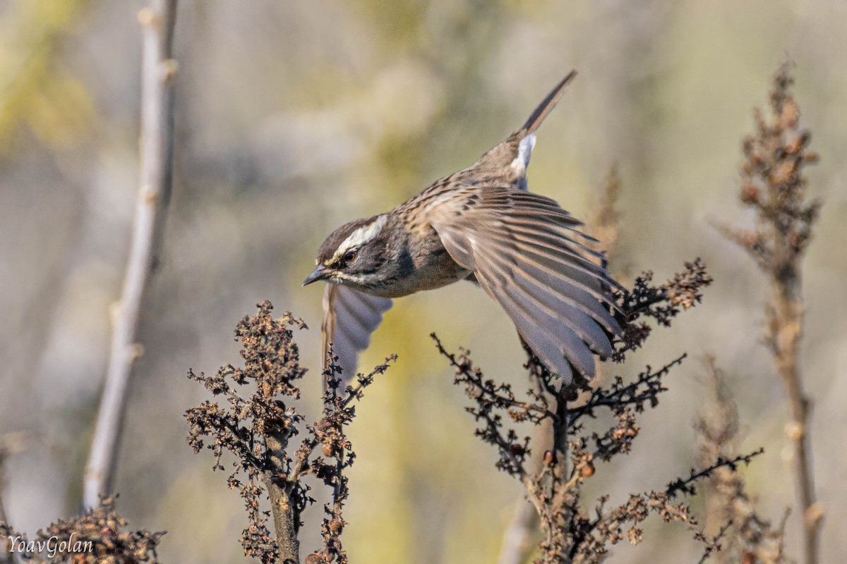 Radde's Accentor - ML628689776