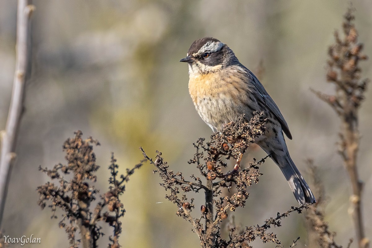 Radde's Accentor - ML628689794