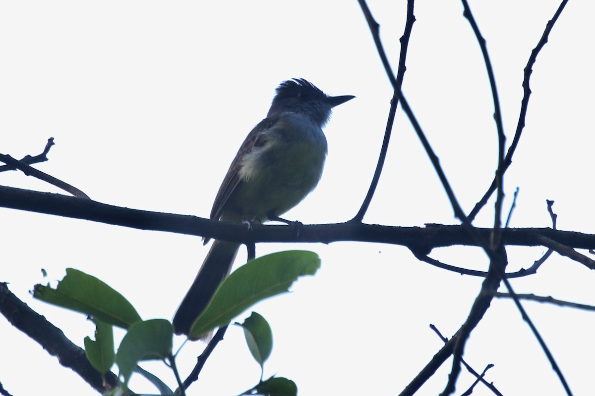 Dusky-capped Flycatcher - ML628689798