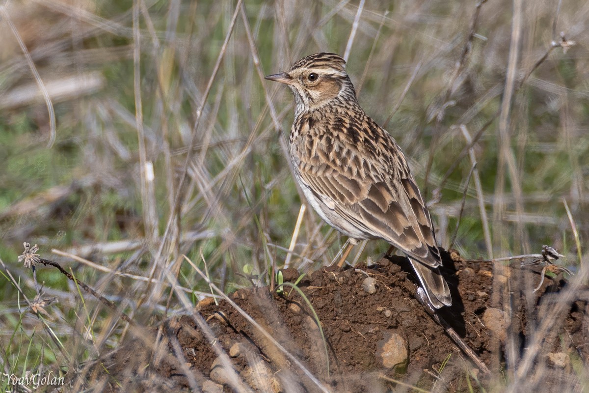 Wood Lark - ML628689835