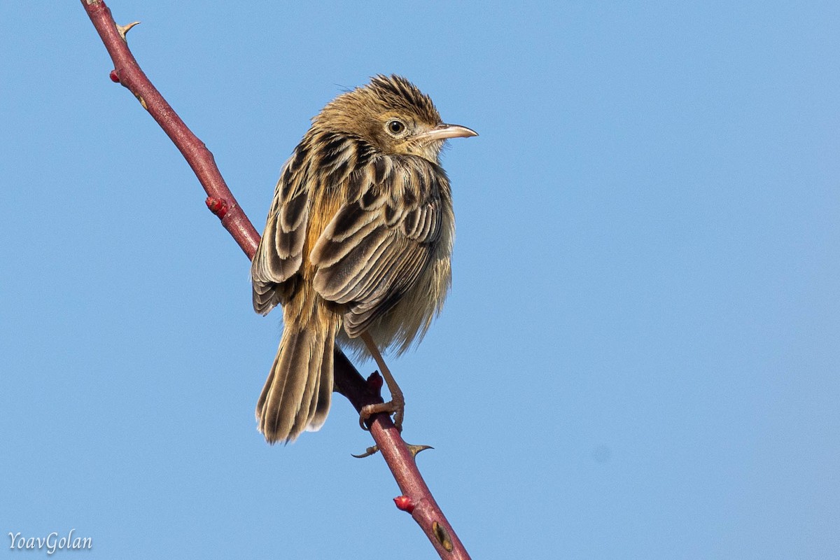 棕扇尾鶯 - ML628689844