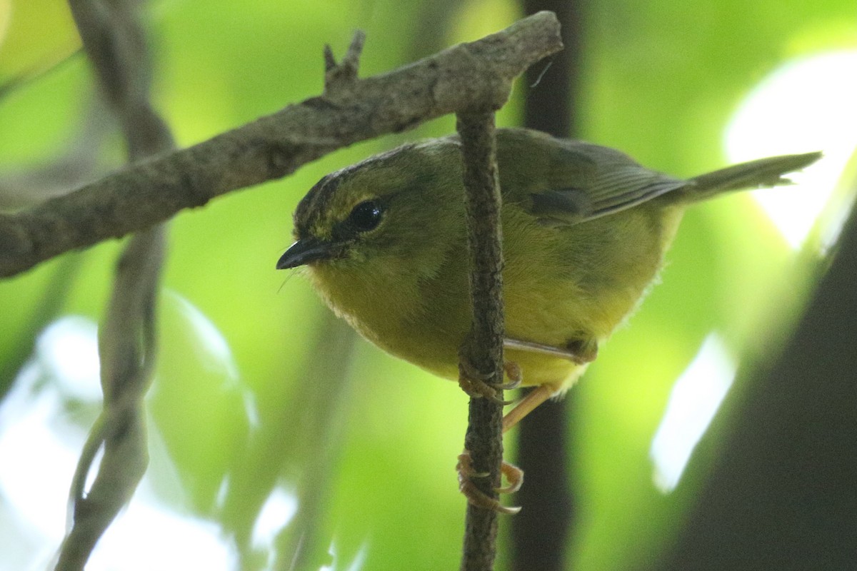 Two-banded Warbler - ML628689849