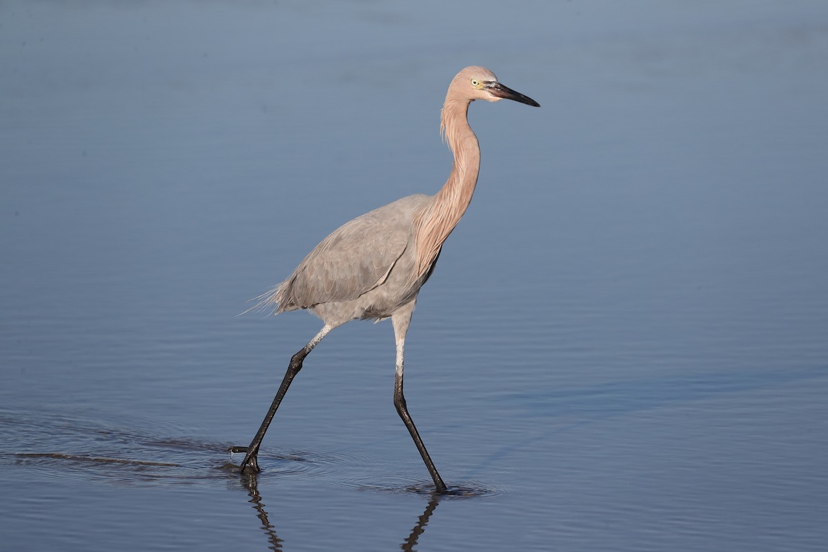 Reddish Egret - ML628690103
