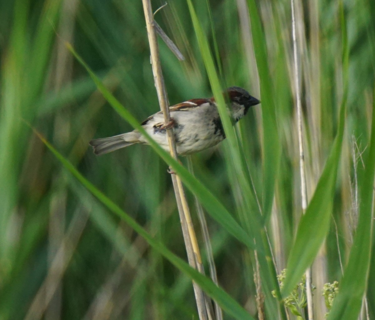 House Sparrow - ML62869021