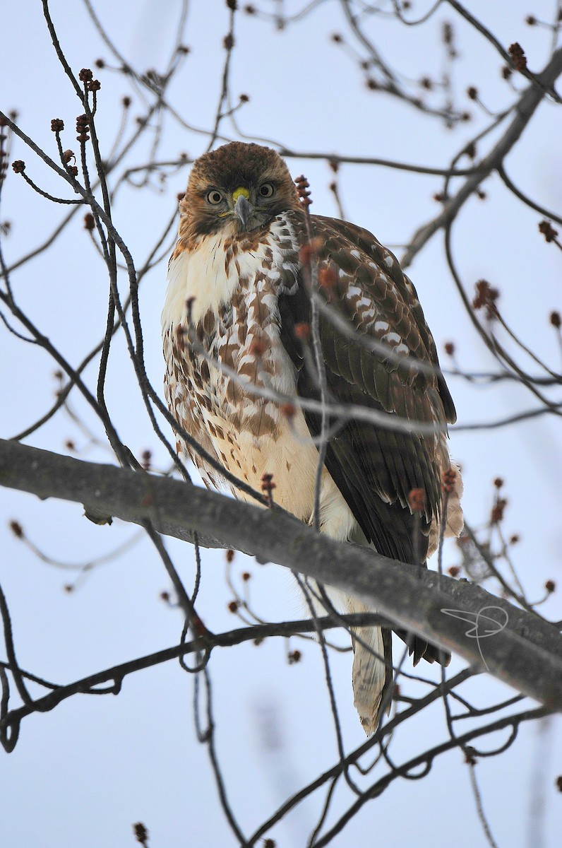 Red-tailed Hawk - ML628690298