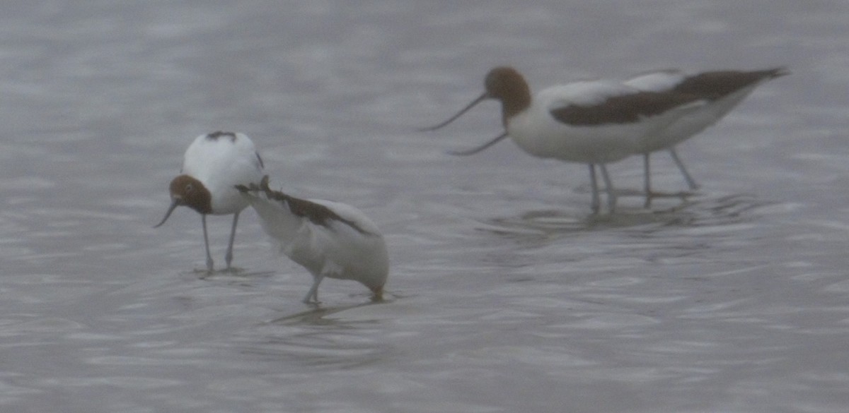Red-necked Avocet - ML628690553