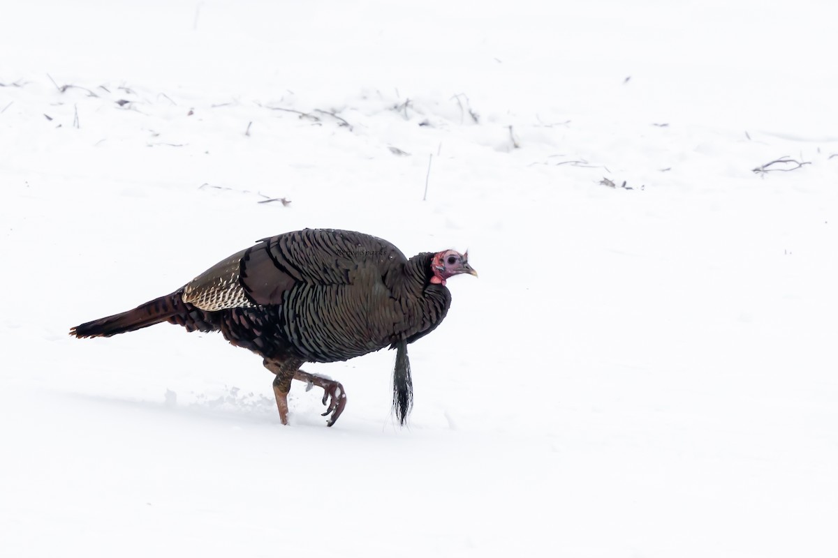 Wild Turkey - ML628690600