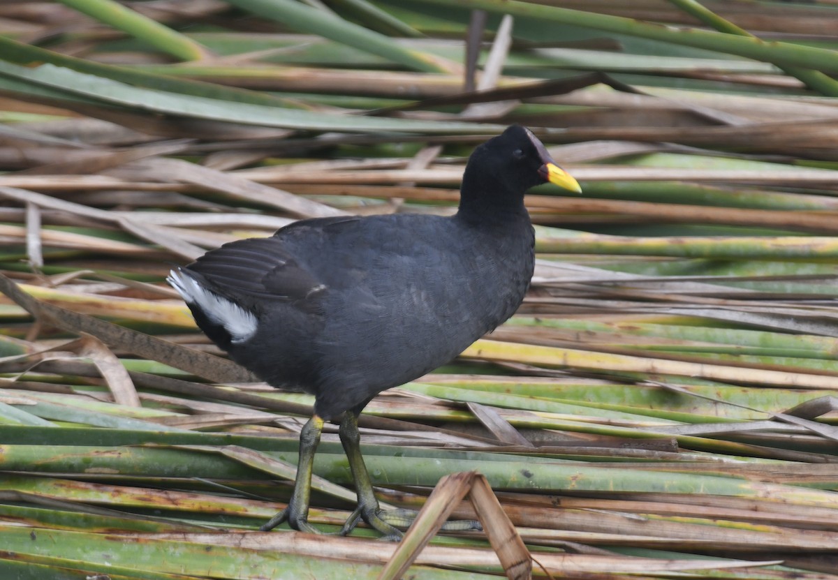 Red-fronted Coot - ML628690953