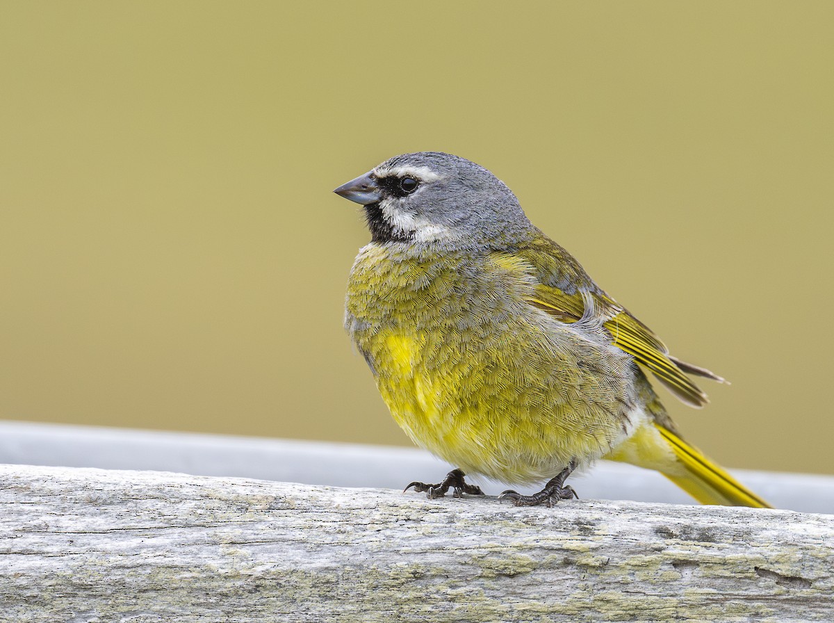White-bridled Finch (Falkland) - ML628691222