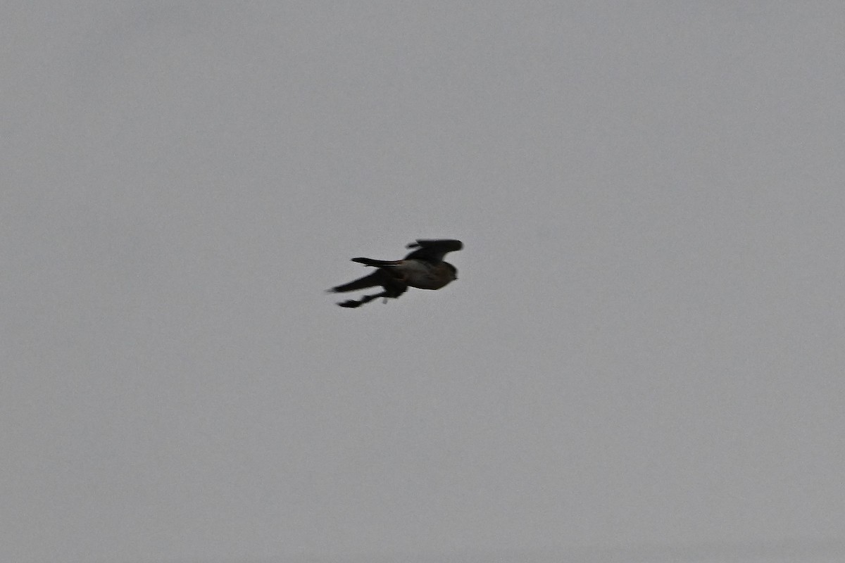 American Kestrel - ML628691242