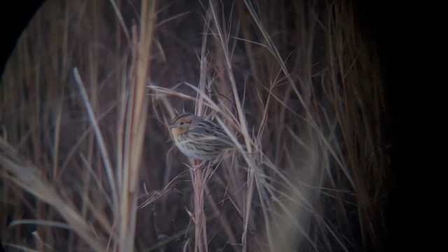 LeConte's Sparrow - ML628691263