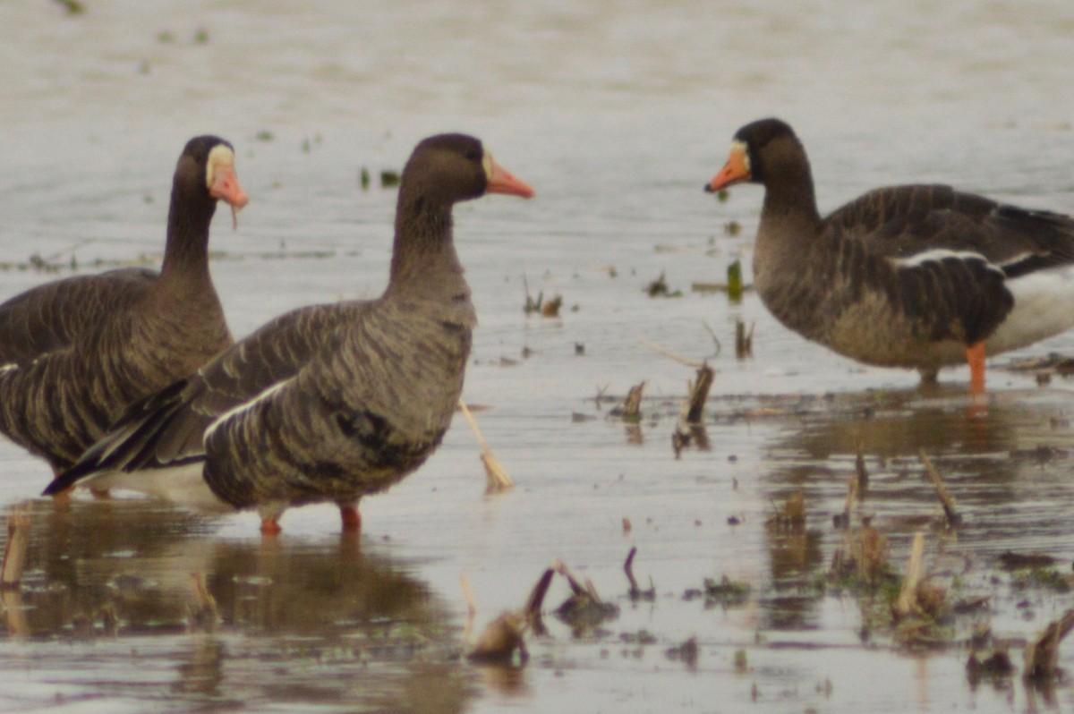 Greater White-fronted Goose - ML628691335