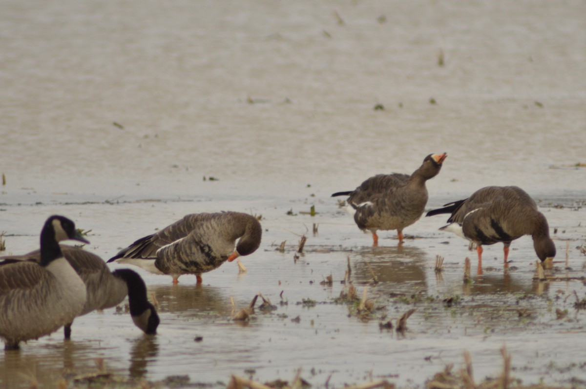 Greater White-fronted Goose - ML628691336