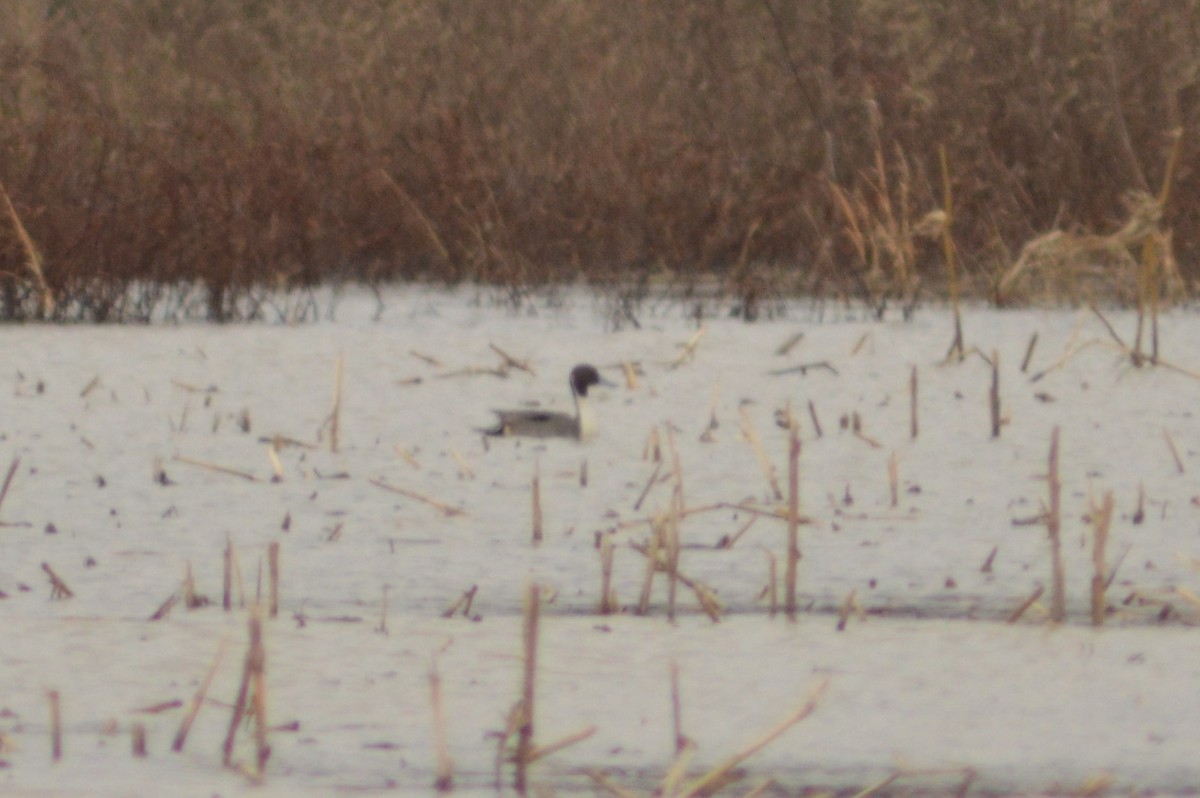 Northern Pintail - ML628691363