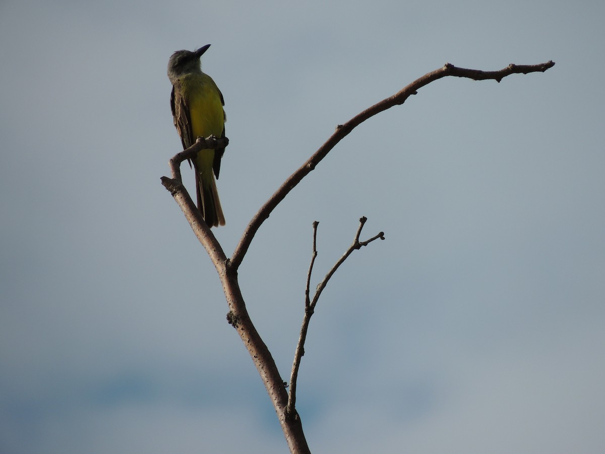 Tropical Kingbird - ML628691513