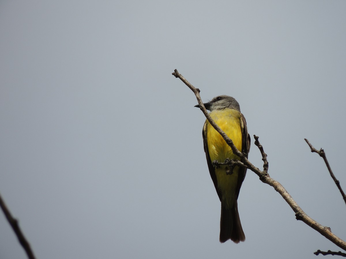 Tropical Kingbird - ML628691514